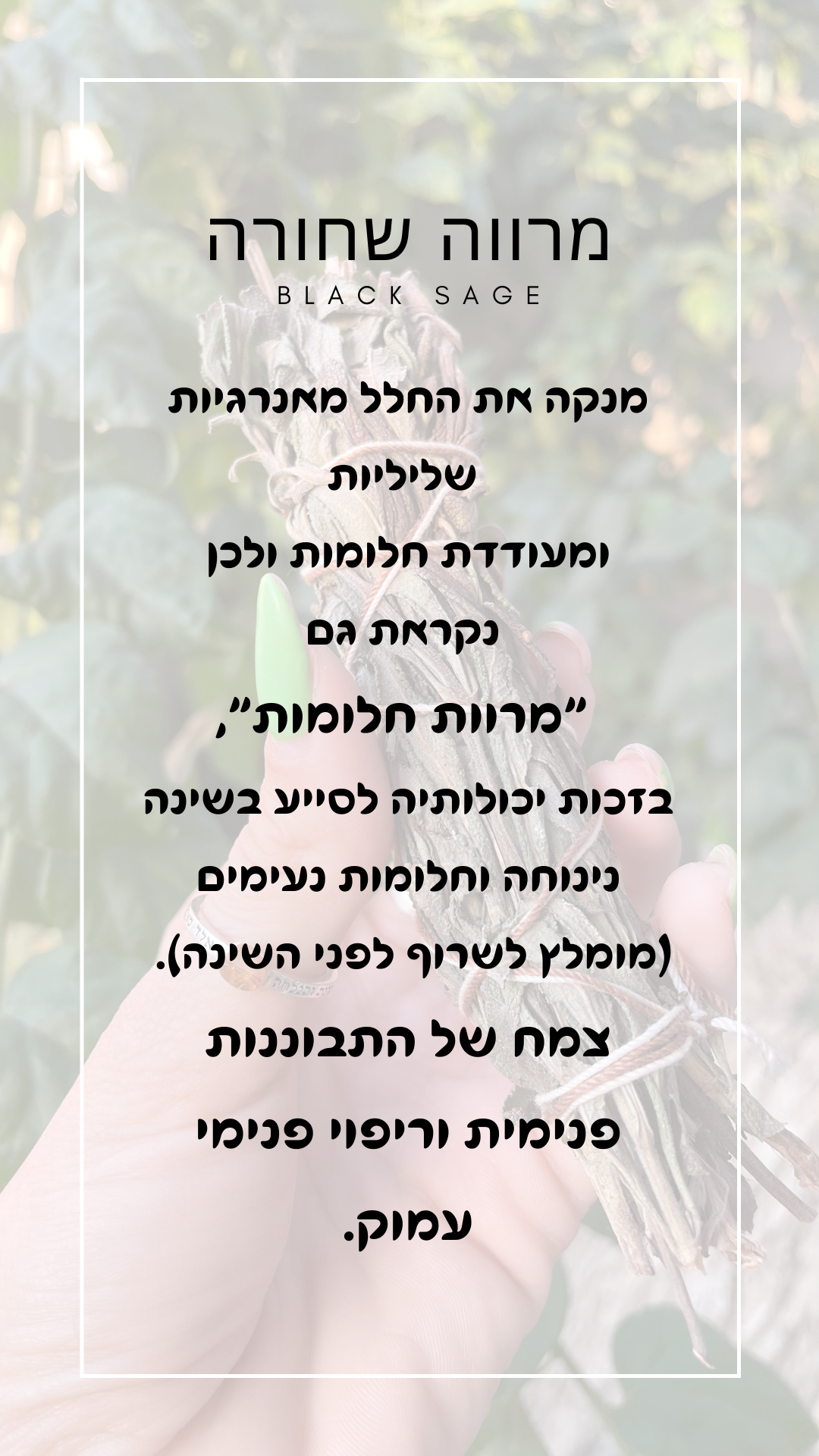 מרווה שחורה - מרוות החלומות מרווה שחורה - מרוות החלומות